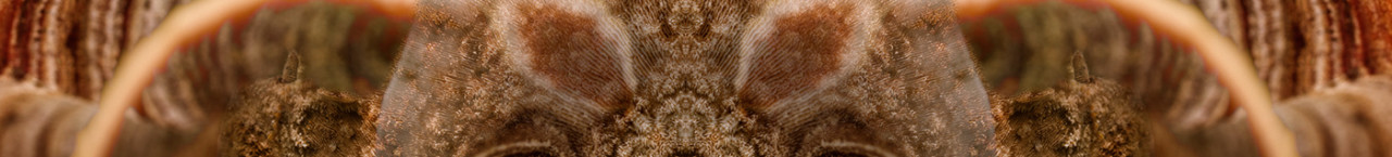 HOUSE OF HOLISTIC HEALTH